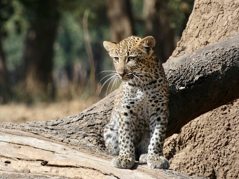 African Leopard Headshot Looking at Camera  Mala Mala Game Reserve, Kruger National Park, Mpumalanga, South Africa
