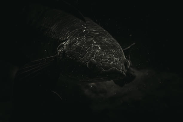 istock Close up of a fish 1579065449