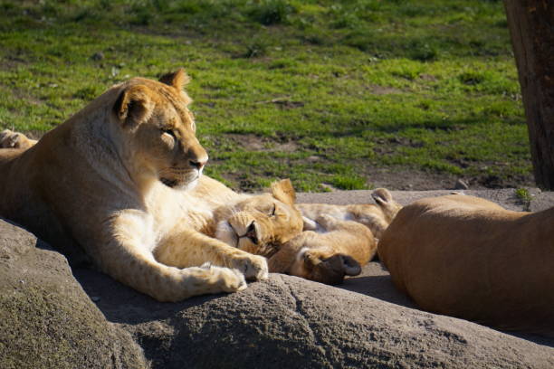 Lion family in Odense zoo