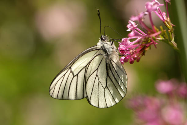 istock Black-veined white butterfly (Aporia crataegi) 1579102922