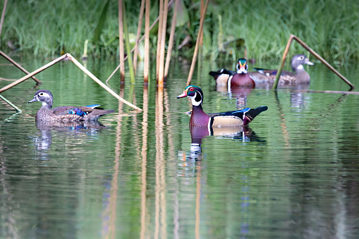 Colorful Wood Ducks Wading in a Pond Selective Focus of Colorful Wood Ducks Wading in a Florida Pond