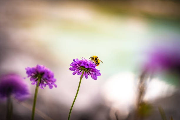 istock Happy yellow mountain bumblebee drinks nectar from beautiful turquoise flower in the afternoon. Lake Sorapis, Dolomites, Belluno, Italy, Europe. 1579116431