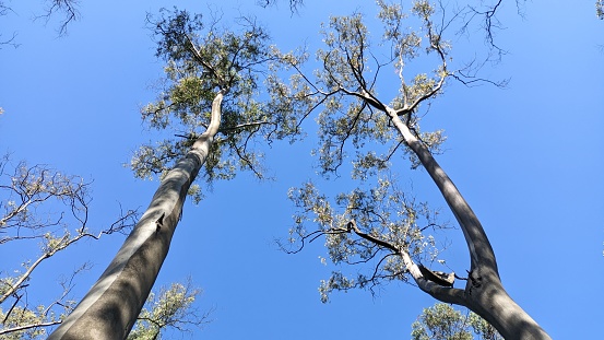 Very beautiful tall trees and nature in Portugal, the photo is taken from the bottom up