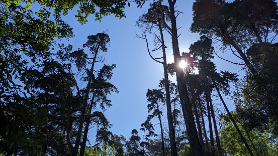 Bright sun in blue sky shining through tall coniferous trees in Portugal
