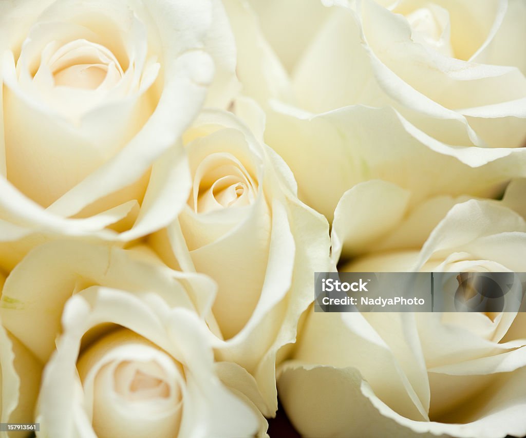 Белые роз - Стоковые фото Без людей роялти-фри