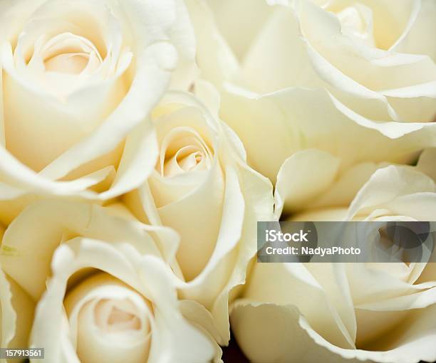 Белые Роз — стоковые фотографии и другие картинки Без людей - Без людей, Букет, В помещении