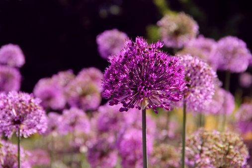 Purpur-Kugellauch flowers 'Purple Sensation' - Allium-aflatunense