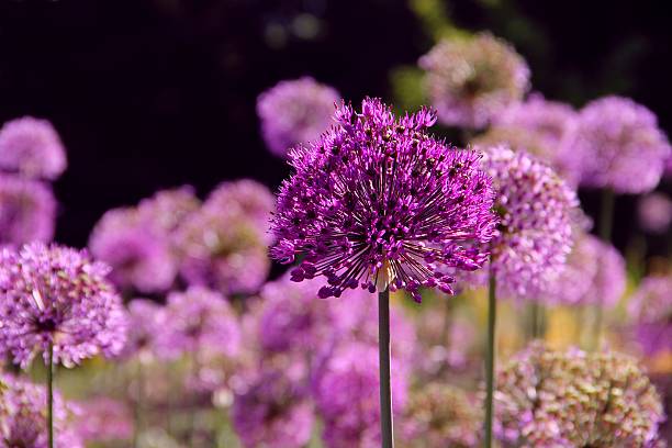 Purple allium flowers Purpur-Kugellauch flowers 'Purple Sensation' - Allium-aflatunense purpur stock pictures, royalty-free photos & images