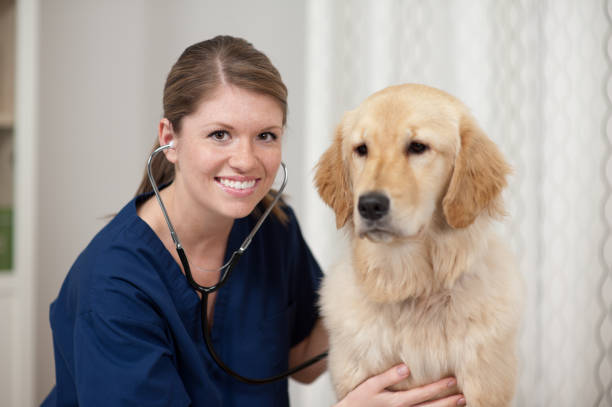 istock Dog at Vet 157913624