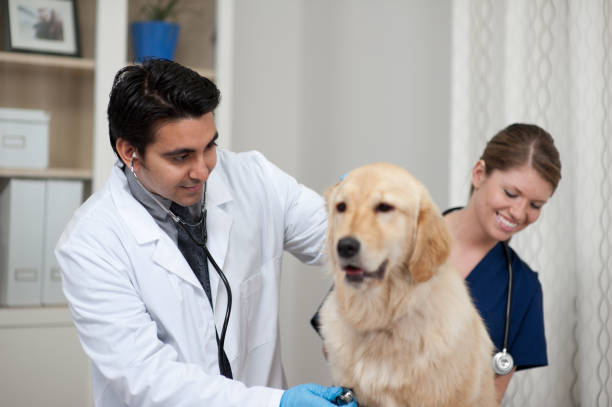 istock Dog at Vet 157913625