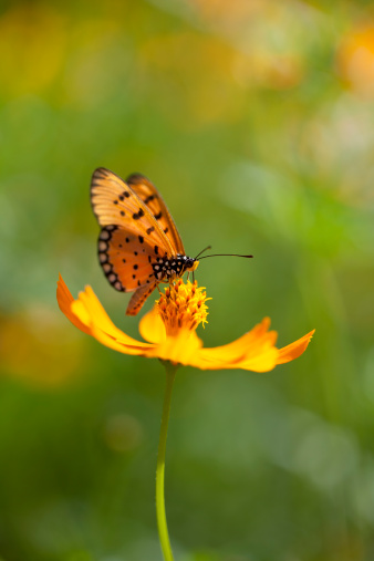Fritillary butterfly on an orange Cosmos flower in a meadow. Out of focus flowers in the background. Very shallow depth of field. Good copy space. 
