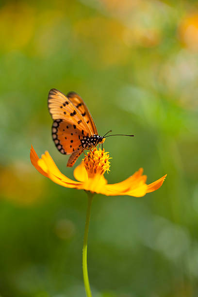 fritillary butterfly w orange cosmos kwiat w łąka. - fritillary butterfly butterfly insect lepidoptera zdjęcia i obrazy z banku zdjęć