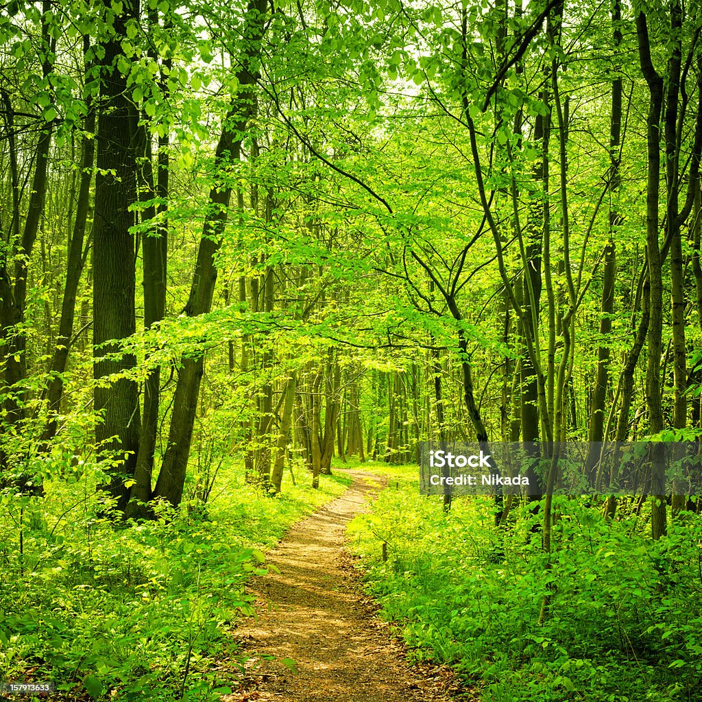 Forest Path Romantic Forest Path  Awe Stock Photo
