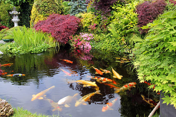 jardín japonés con peces koi - charca fotografías e imágenes de stock