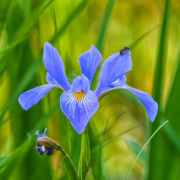Purple Swamp Iris At Presque Isle Purple Swamp Iris iris laevigata stock pictures, royalty-free photos & images