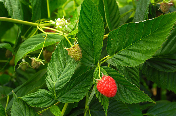 close-up of ripening raspberries en la vid - raspberry berry vine berry fruit fotografías e imágenes de stock