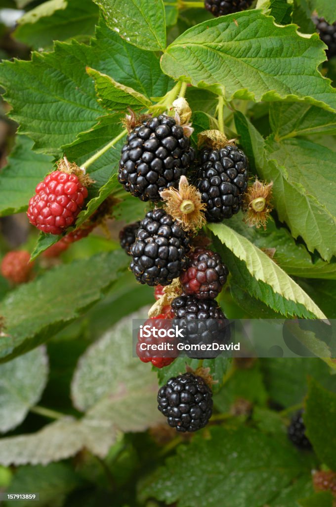 Close-up de maturação amoras no Vine - Foto de stock de Agricultura royalty-free