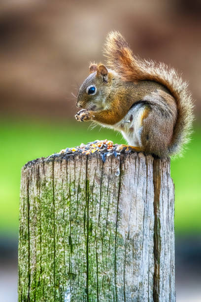 istock Small Cute Red Squirrel At Presque Isle 1579138638