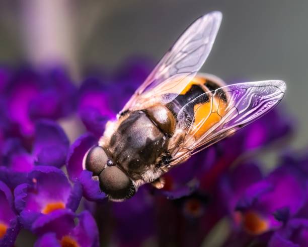 istock Large Common Drone Hover Fly (Syrphidae, Eristalis tenax) feeding on purple butterfly bush flowers. 1579138775