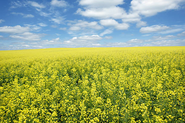 XXXL bright canola field