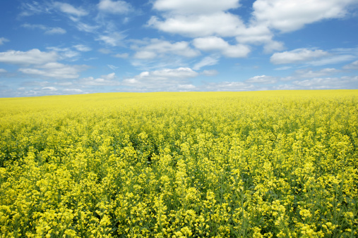yellow canola rapeseed field with bright sky (XXXL)
