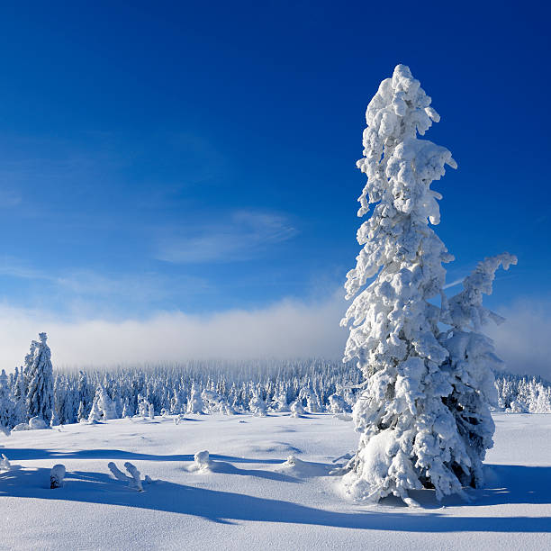istock Winter Landscape with Snow Covered Spruce Trees and Approaching Snowfall 157913913