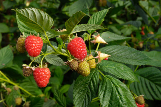 close-up of ripening raspberries en la vid - raspberry berry vine berry fruit fotografías e imágenes de stock