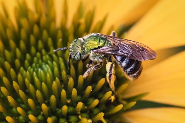 istock A bicolored metallic green sweat bee (Agapostemon virescens) on a yellow echinacea cone flower. 1579139176