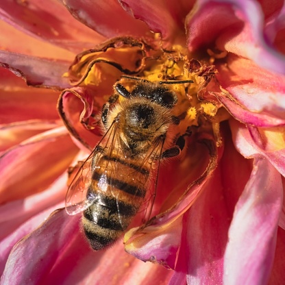 Close up of an European Honey Bee (Apis mellifera) feeding on a wilted dahlia flower. Long Island, New York, USA