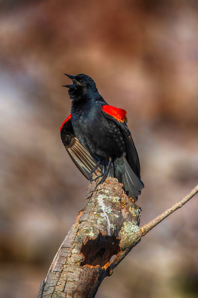 istock Red Wing Black Bird At Presque Isle State Park 1579139186