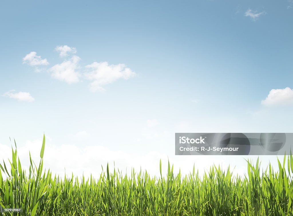 Hierba de primavera - Foto de stock de Aire libre libre de derechos