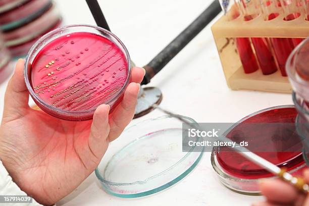 Foto de Cientista Cheques Análises Em Um Prato Petry e mais fotos de stock de Disco de Petri - Disco de Petri, Bactéria, Colônia - Grupo de Animais