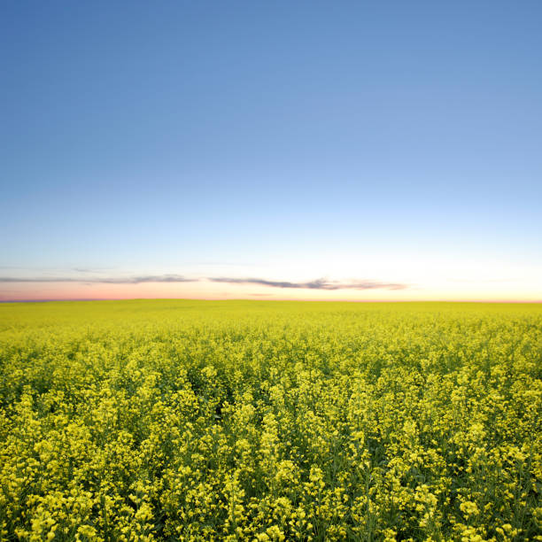 xxxl champ de colza au crépuscule - manitoba prairie landscape canada photos et images de collection