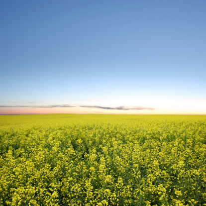 ripe yellow canola rapeseed field at twilight, square frame (XXXL)