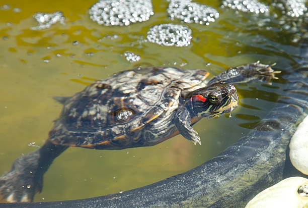 Red Eared Slider Turtle Sunning Himself at Elm Lake in Brazos Bend State Park in Texas