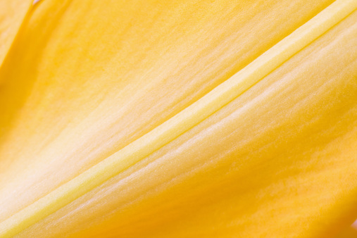 Solidago canadensis, Canada goldenrod yellow flowers closeup selective focus