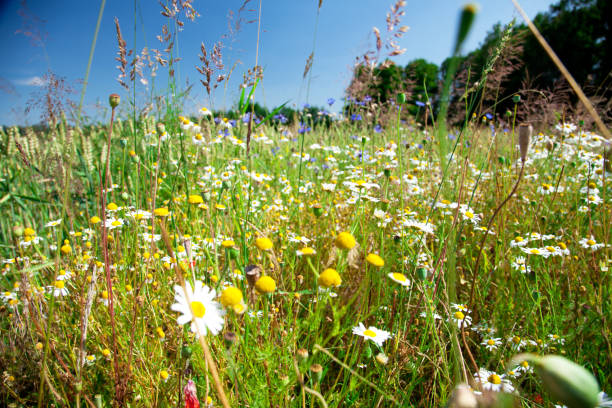 istock marguerites and cornflower in summer 157914179