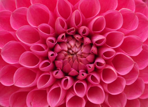 Pink Dahlia Flower Close Up