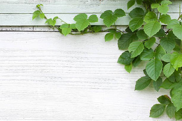 Climbing vine on wooden trellis mount to log house wall