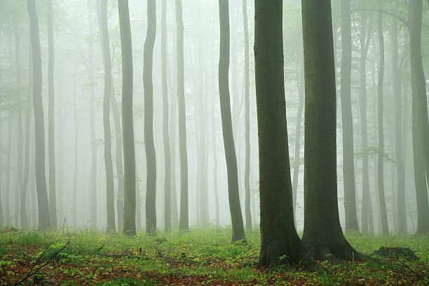 buche wald im regen und nebel - fog wet rain tree stock-fotos und bilder