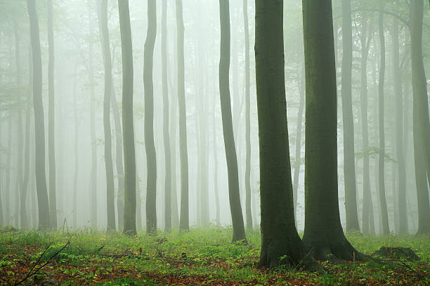 árbol de haya bosque lluvia y niebla - fog wet rain tree fotografías e imágenes de stock