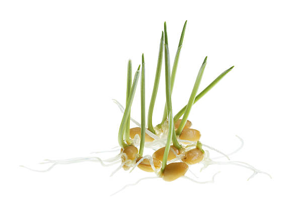 wheat sprouts /  young wheatgrass isolated on white  grain sprout stock pictures, royalty-free photos & images