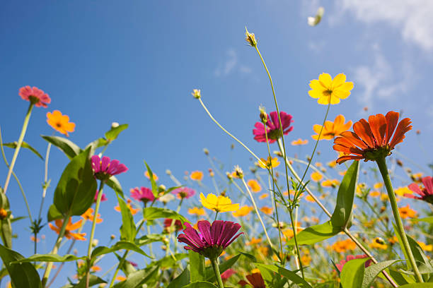 красивый дикий луг цветов в. - wildflower meadow field flower head стоковые фото и изображения