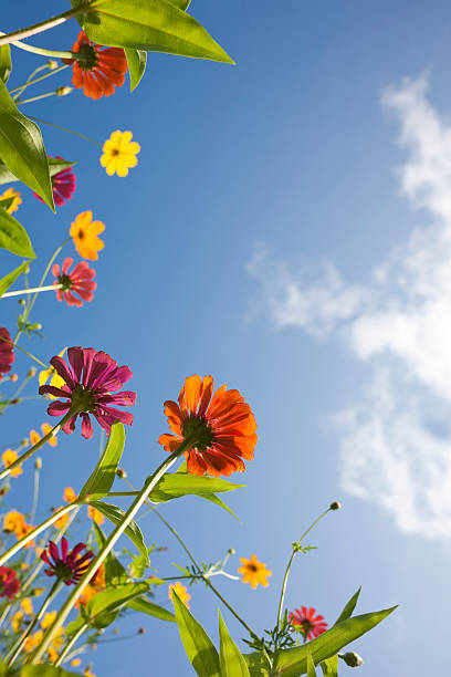 istock Beautiful wild flowers in a meadow. 157914573
