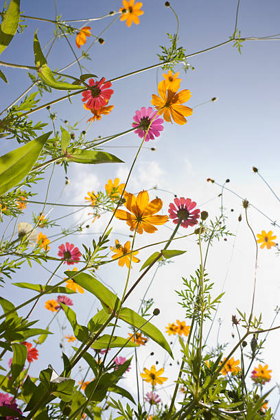 istock Beautiful wild flowers in a meadow. 157914584