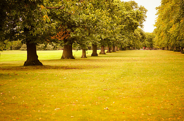Path through a park in summer