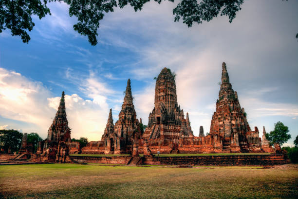 Thai Sakura tree blossoming at Wat Ratchaburana in Ayutthaya historical park in Ayutthaya in Thailand.