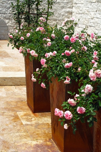 Rose plants in large planters.