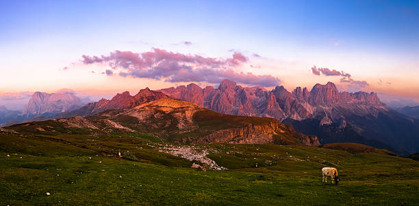 Alpine Landscape at Sunset, Dolomites, Italian Alps Mountain Panoramic Cow grazing in a mountain landscape. European alps, Italian Dolomites during sunset. Grainy. catinaccio stock pictures, royalty-free photos & images