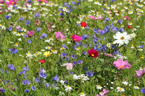 Colourful meadow with flowers and herbs Colourful meadow with flowers and herbs bunt stock pictures, royalty-free photos & images